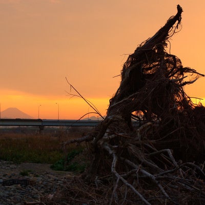 流木と富士の写真