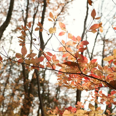 秋色のドウダンツツジの写真