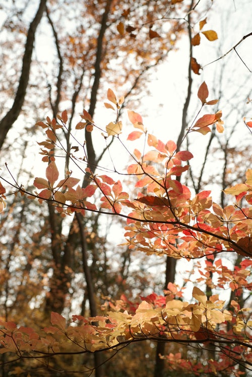 秋色のドウダンツツジの写真