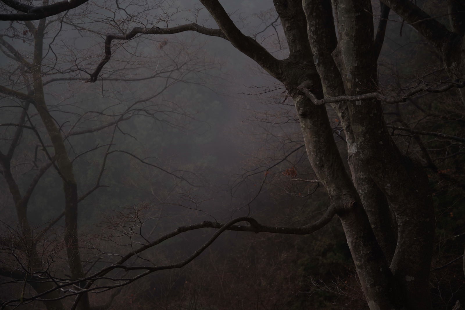 「霧深い枯れた木々」の写真
