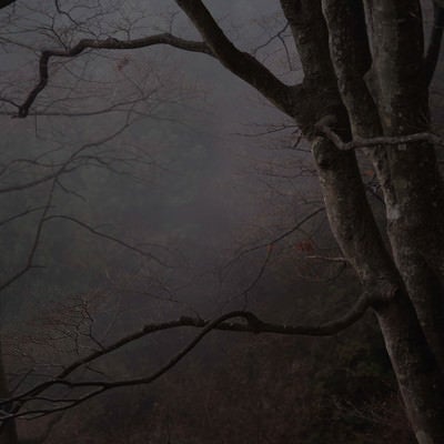 霧深い枯れた木々の写真