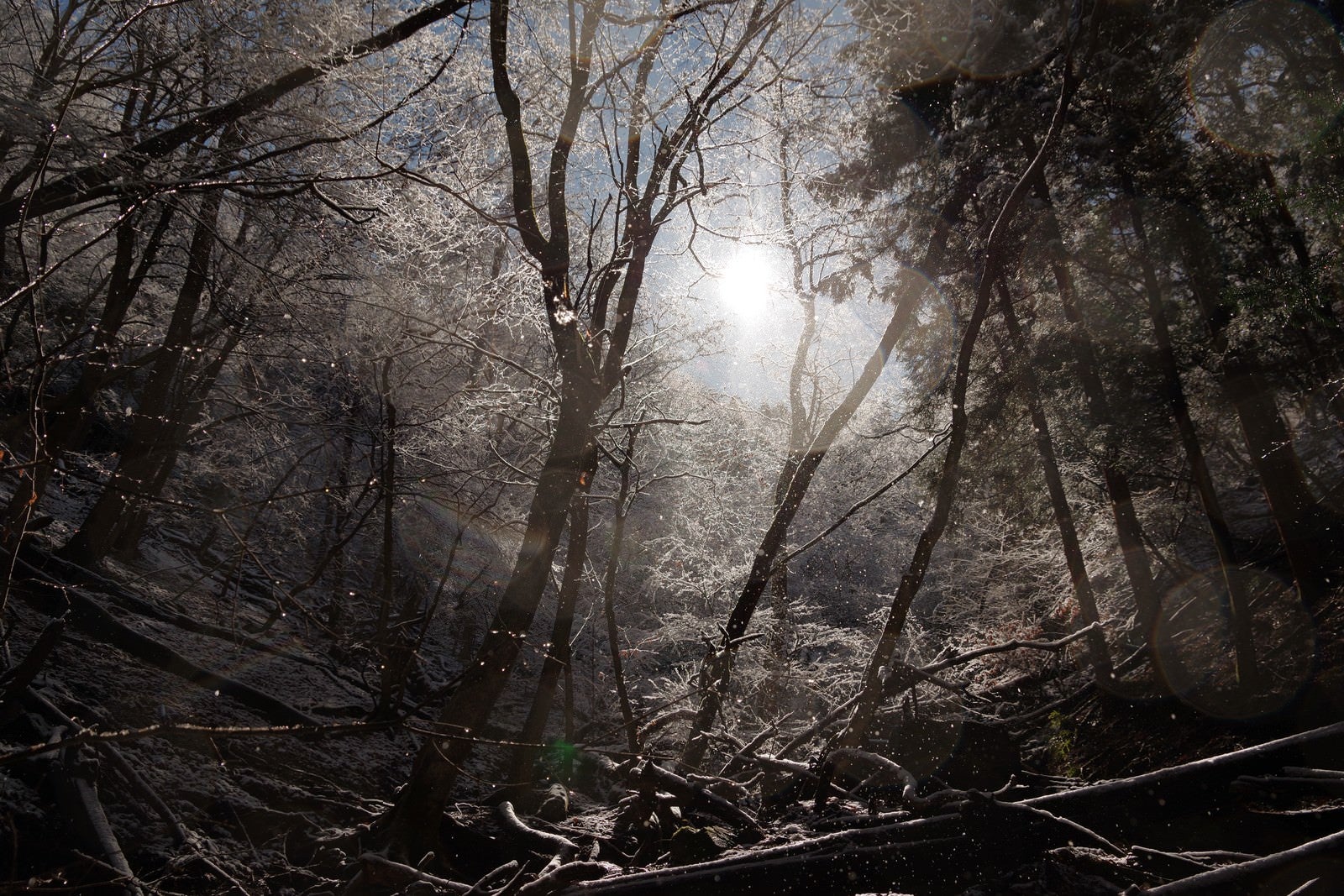 「氷が煌めく森の様子（埼玉県横瀬町の渓谷）」の写真