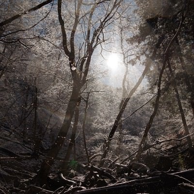 氷が煌めく森の様子（埼玉県横瀬町の渓谷）の写真