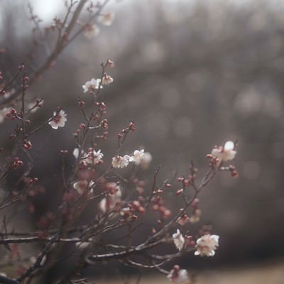 梅の花と柔らかい光の写真