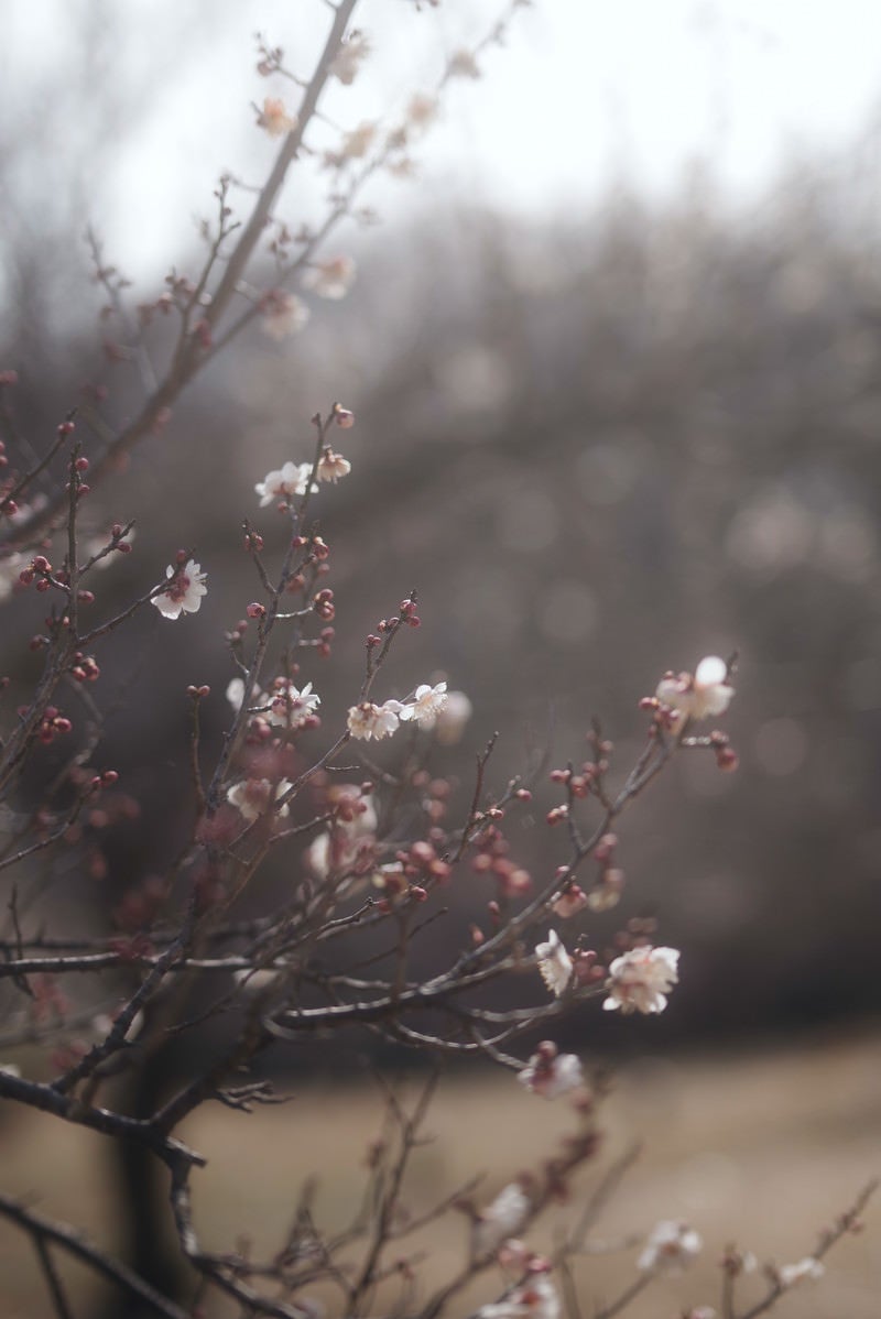 梅の花と柔らかい光の写真