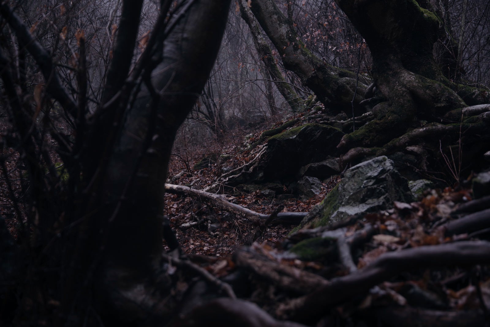 「霧雨の降る奥多摩の森」の写真