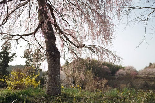 朝日に照らされた山里の枝垂れ桜の写真