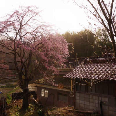 民家の横に咲く桜の木の写真
