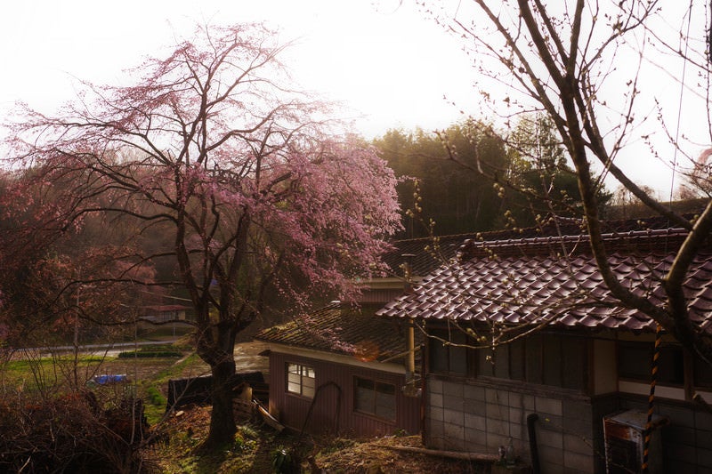 民家の横に咲く桜の木の写真