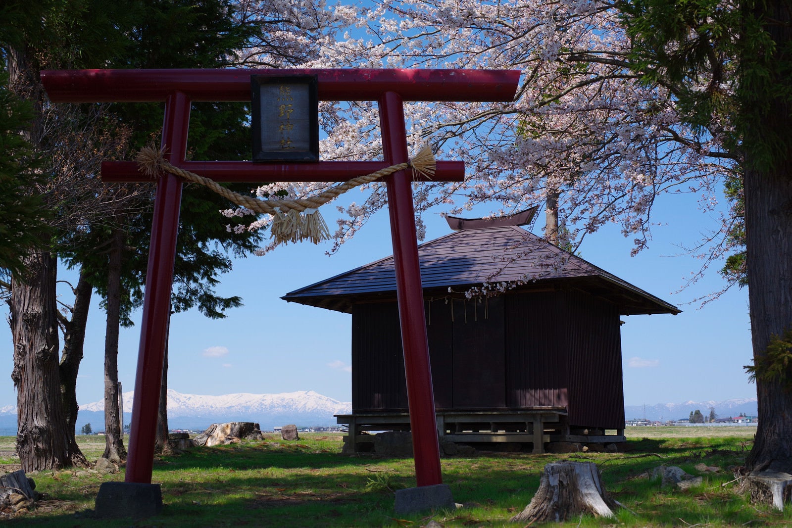 「桜咲く鳥居と社」の写真