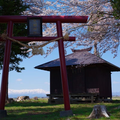 桜咲く鳥居と社の写真