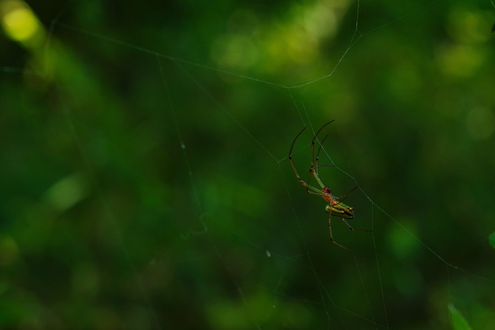 「獲物を待つ女郎蜘蛛」の写真