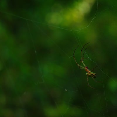 獲物を待つ女郎蜘蛛の写真