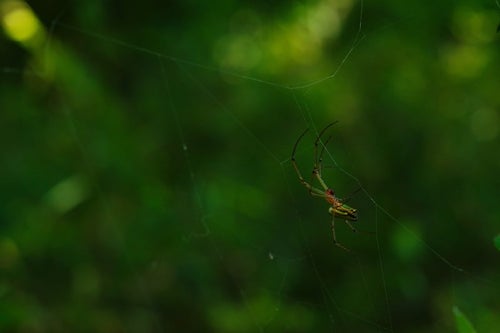 獲物を待つ女郎蜘蛛の写真