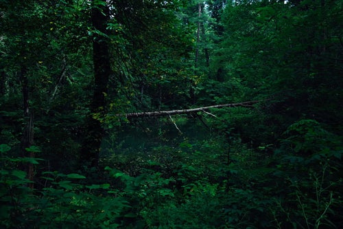 深い森と福島県五色沼の写真