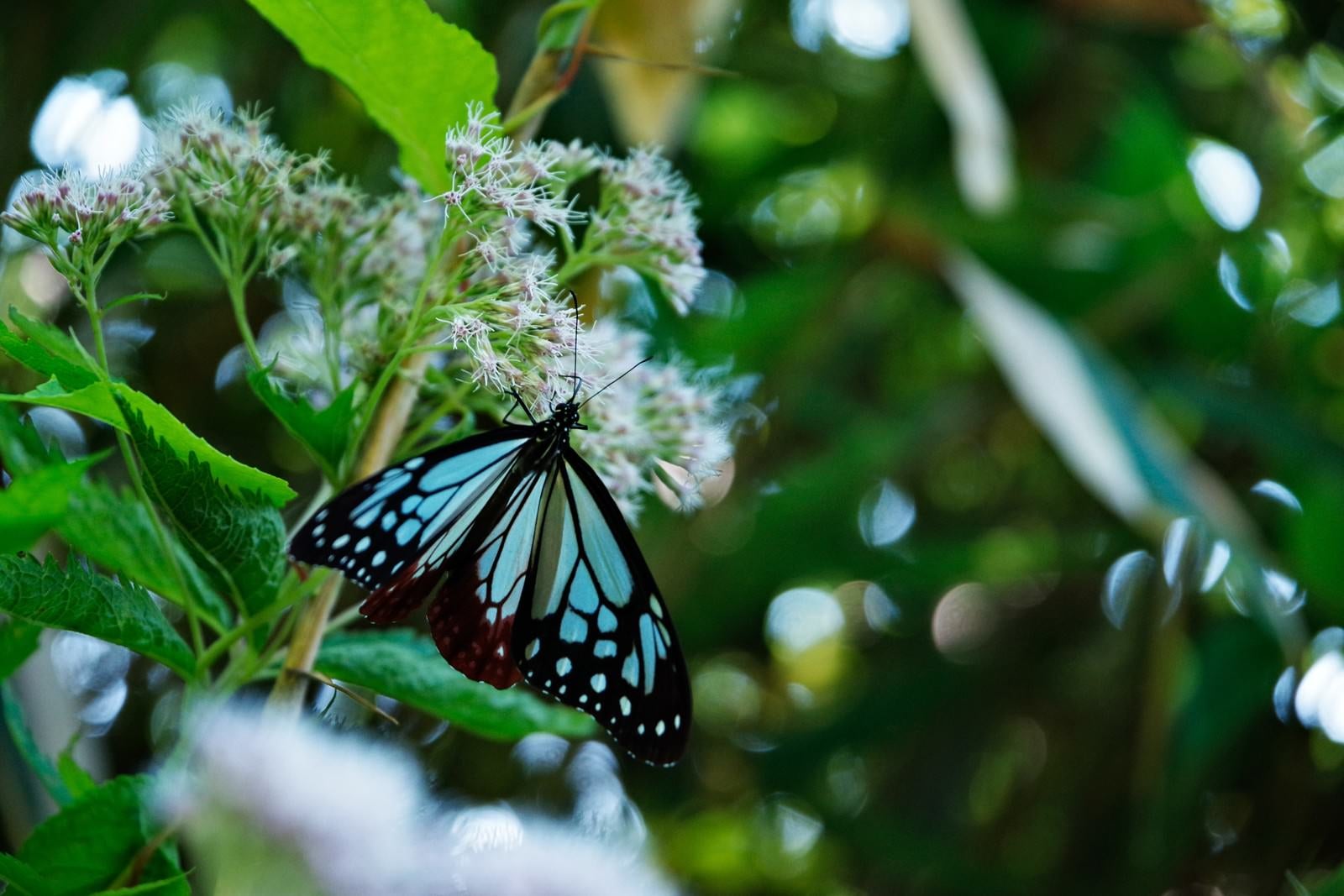 「蜜を吸うタイミングで撮ったアサギマダラ（蝶）」の写真