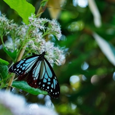 蜜を吸うタイミングで撮ったアサギマダラ（蝶）の写真