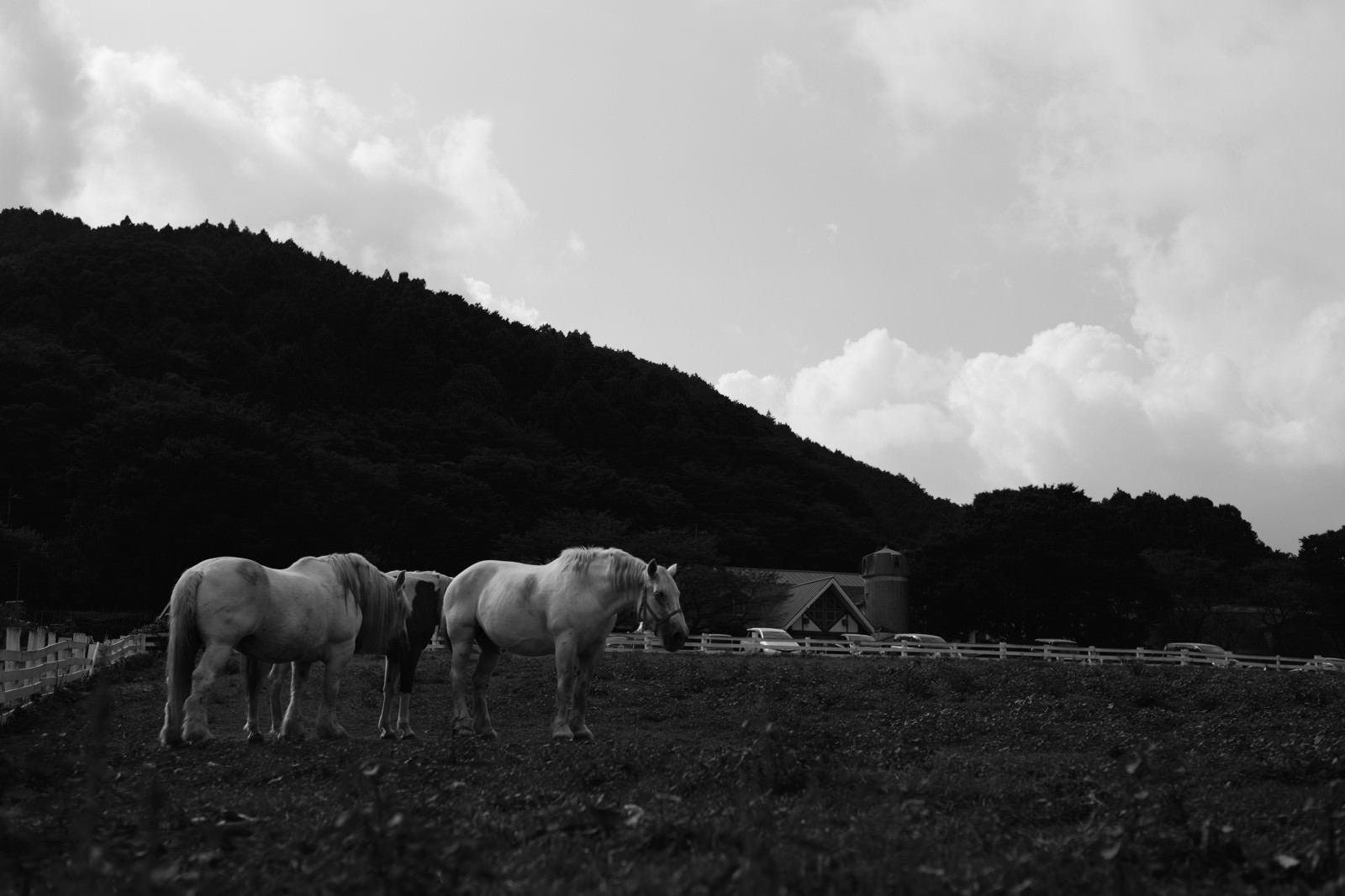「馬と牧場」の写真