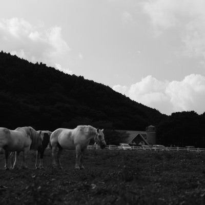 馬と牧場の写真