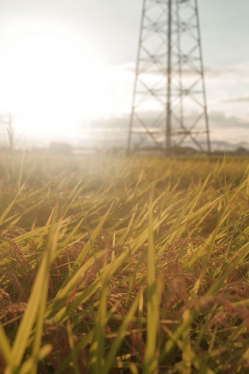 夕日に照らされる田んぼの稲穂と鉄塔の写真