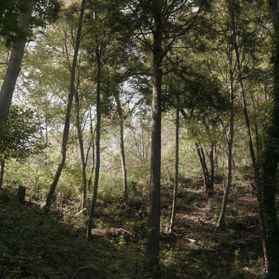 柔らかい光が森を照らすの写真