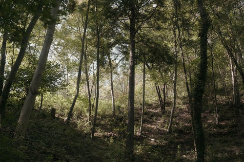 柔らかい光が森を照らすの写真