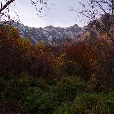 谷川岳と紅葉する木々の写真