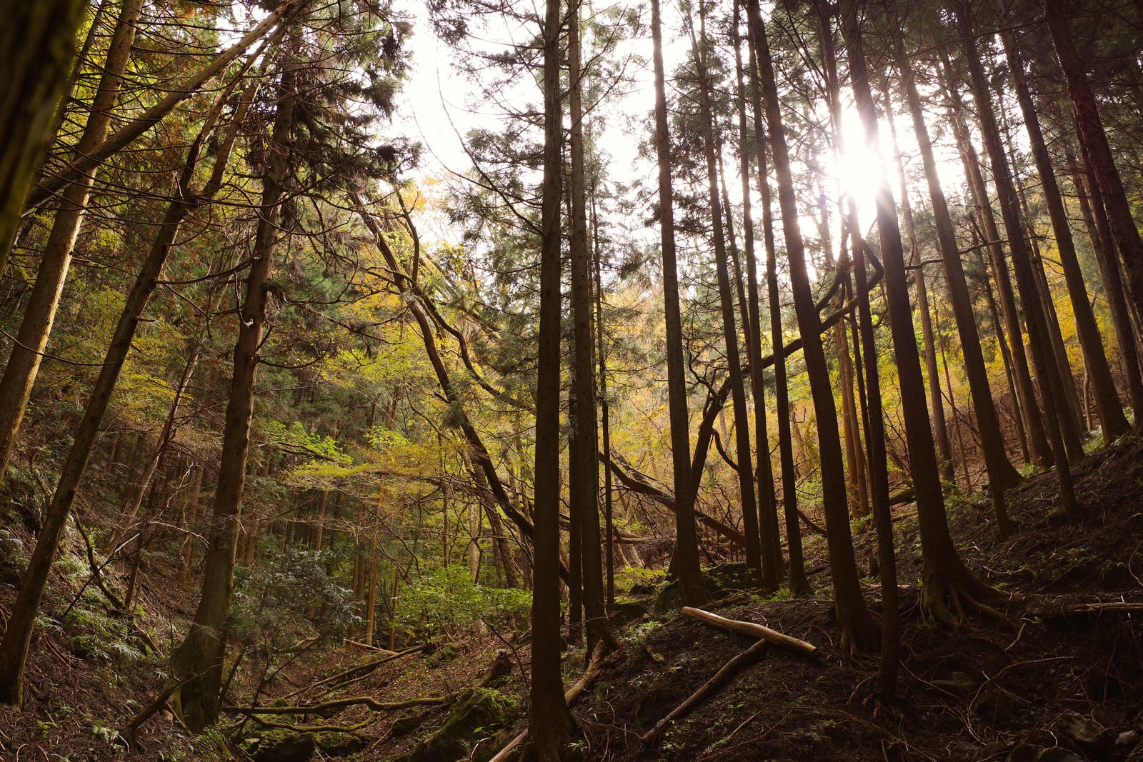 「原生林の森に差し込む日差し」の写真