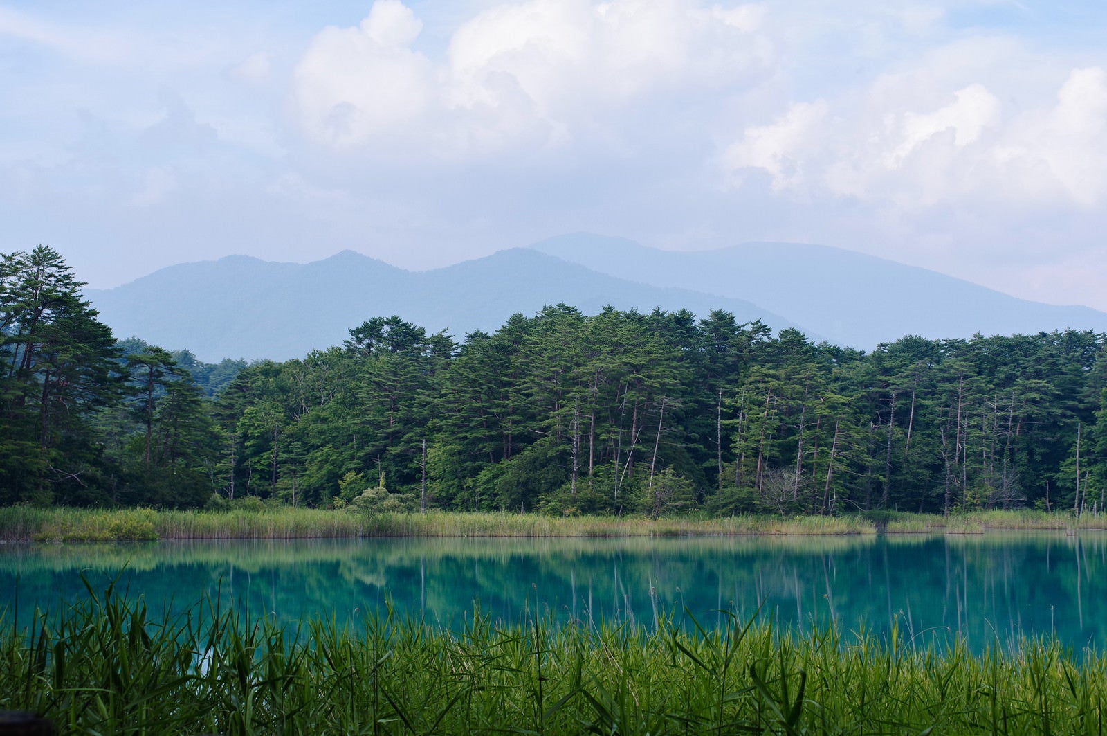 「夏季の弁天沼と吾妻連峰」の写真