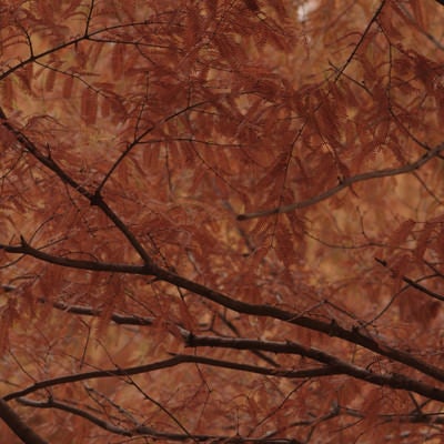 紅葉したメタセコイアの写真