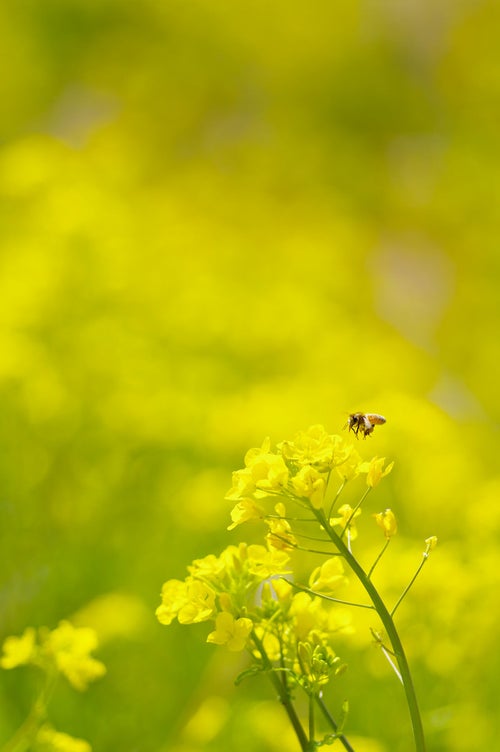 菜の花にとまる蜜蜂の写真