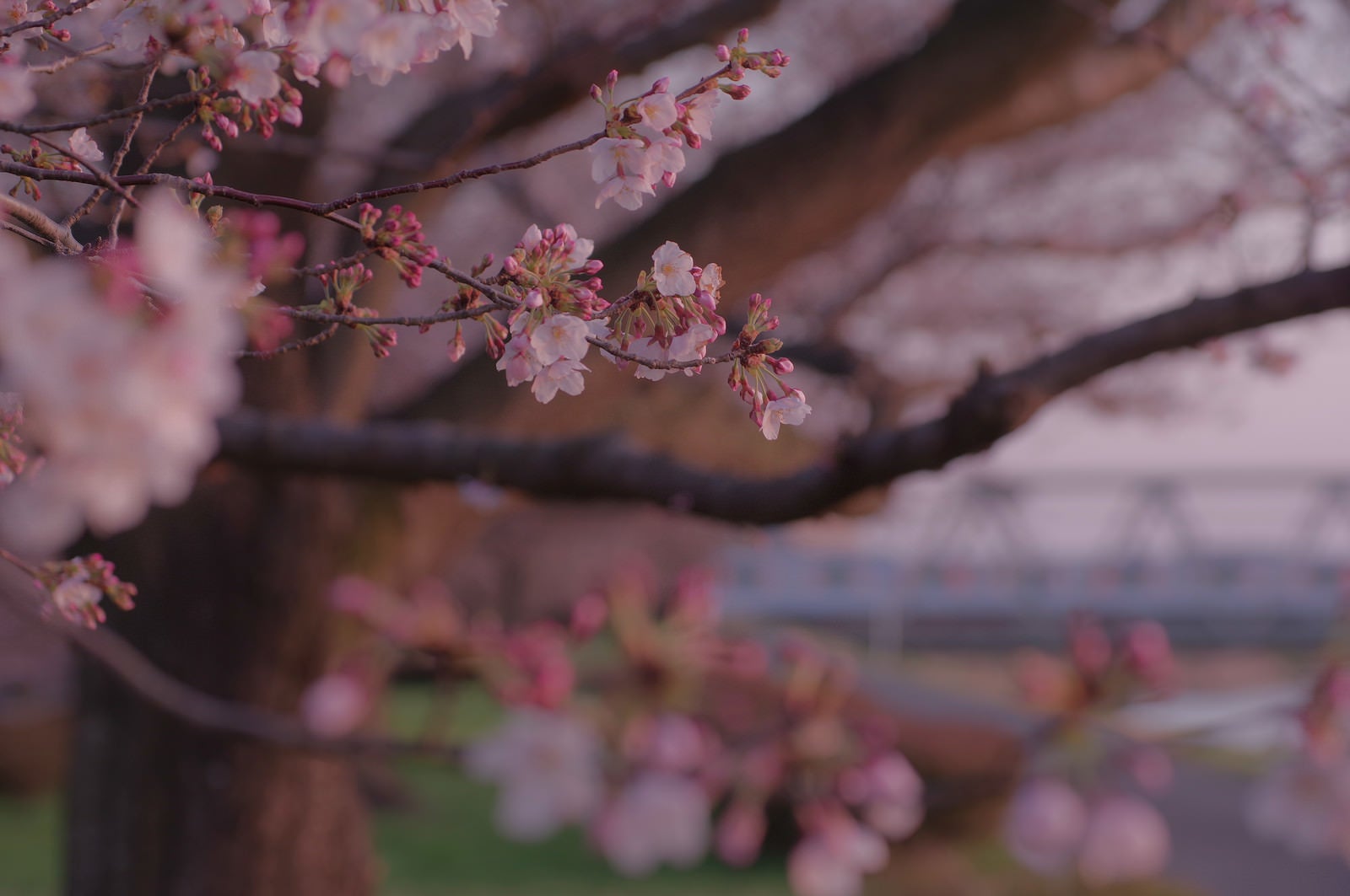 「日没寸前の淡いピンクに染まる桜」の写真
