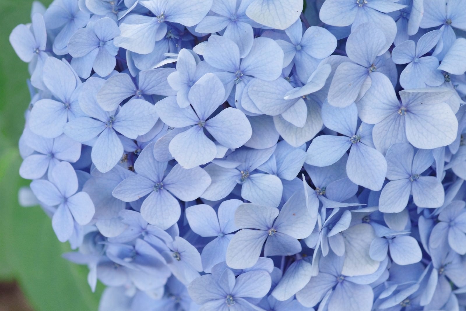 「爽やかな青色紫陽花」の写真