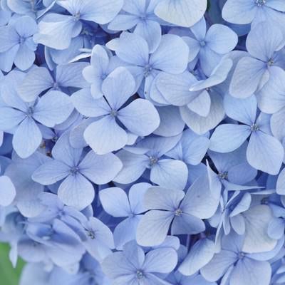 爽やかな青色紫陽花の写真
