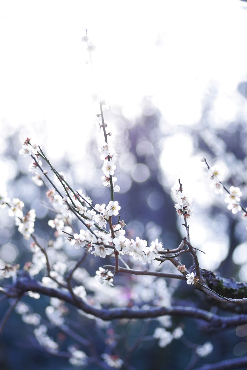 「逆光と梅の木」の写真