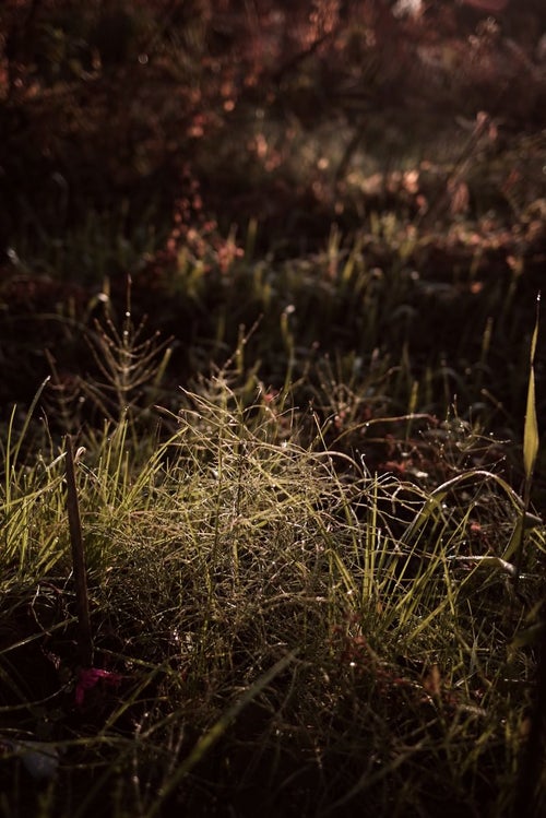 朝露が輝く雑草の写真