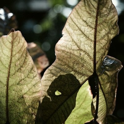 大きな熱帯植物の葉っぱの写真