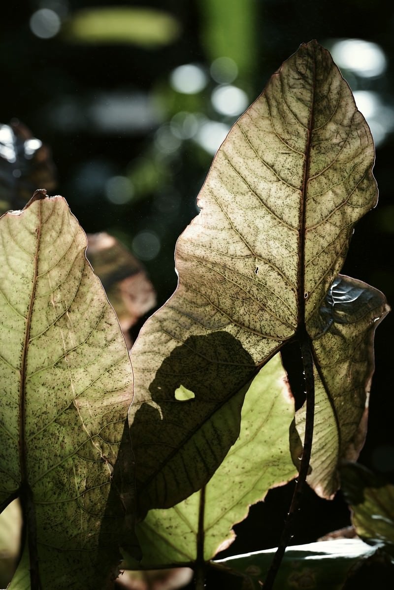 「大きな熱帯植物の葉っぱ」の写真