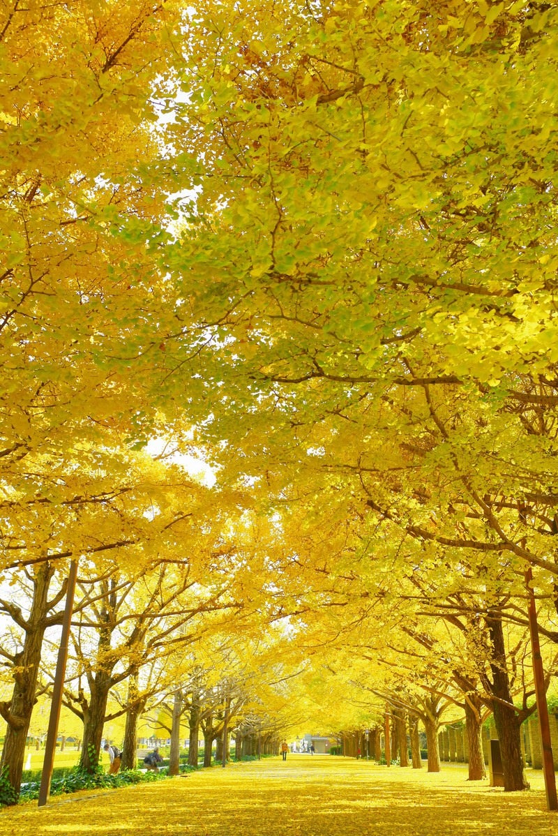 昭和記念公園の銀杏並木の写真