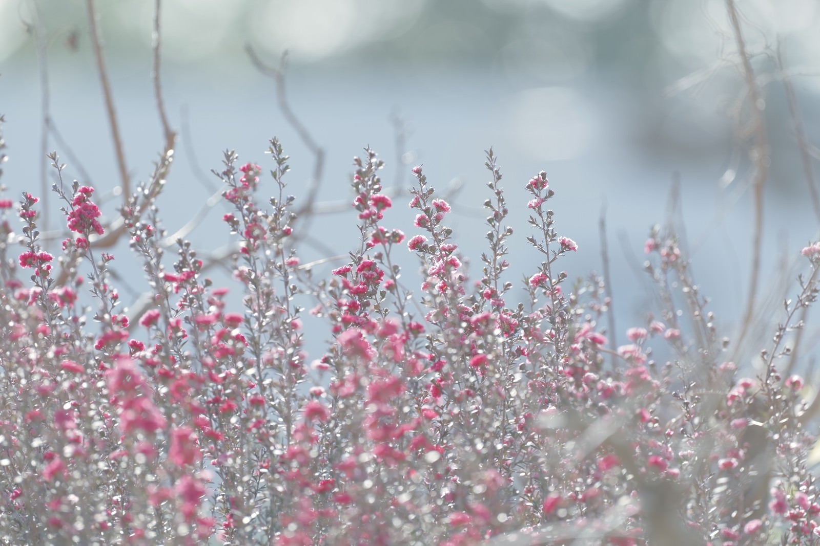 「檉柳梅の花」の写真