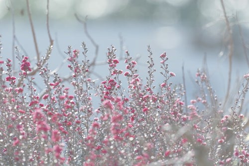 檉柳梅の花の写真