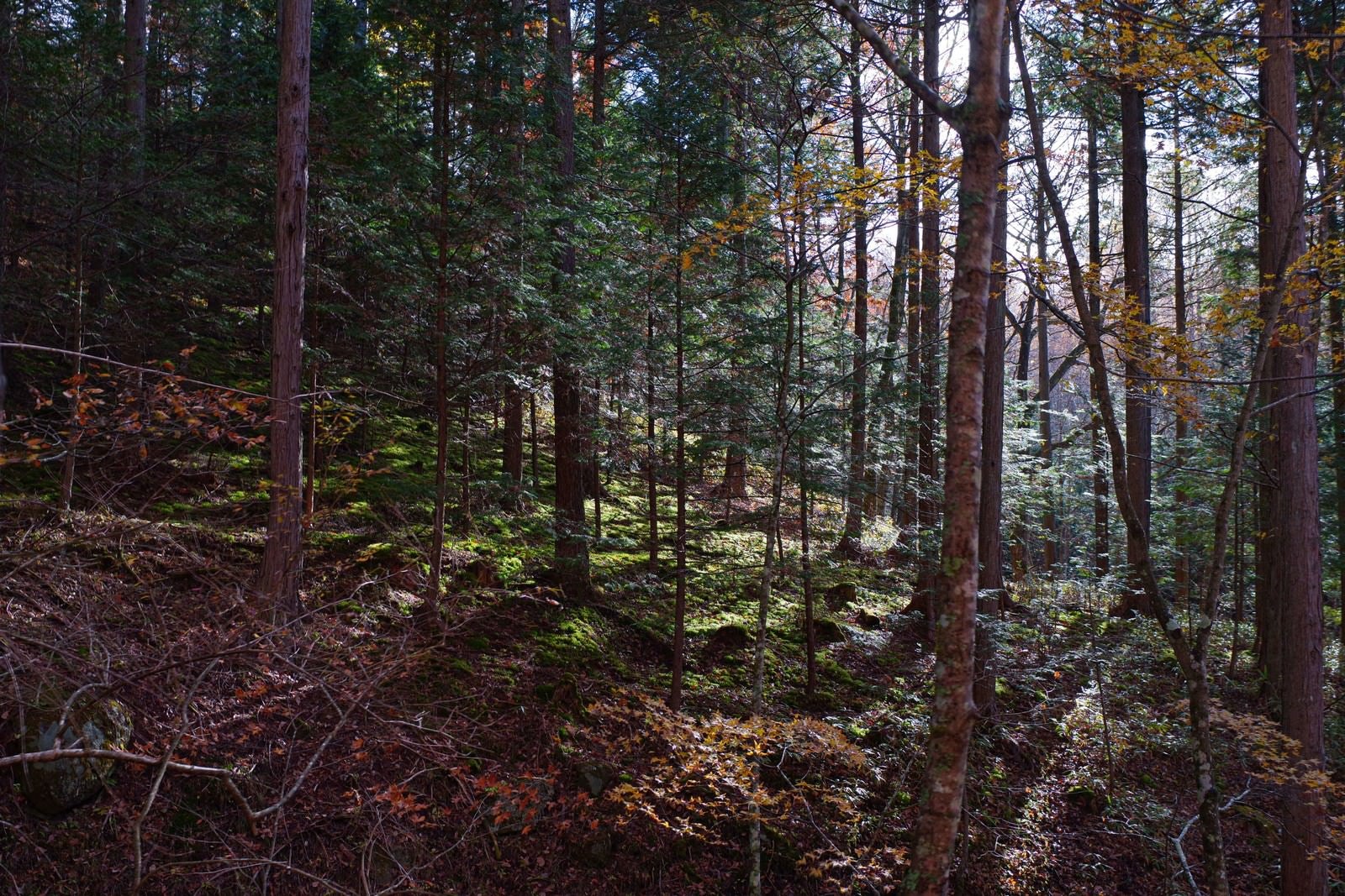 「森の中に差し込む光」の写真