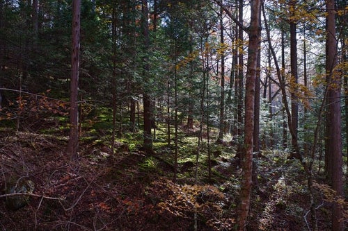 森の中に差し込む光の写真