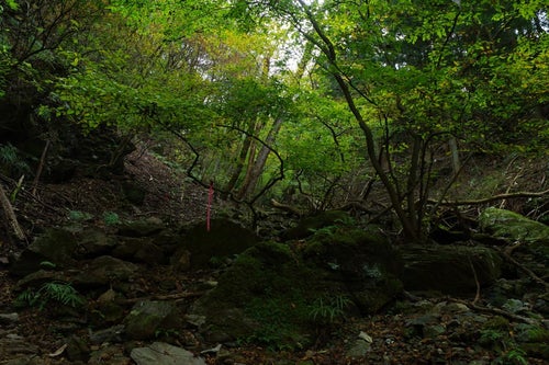 緑に囲まれた渓谷の写真