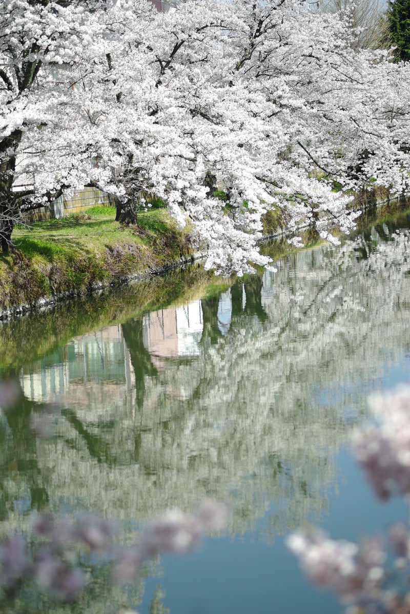 「水面に反射する桜並木」の写真