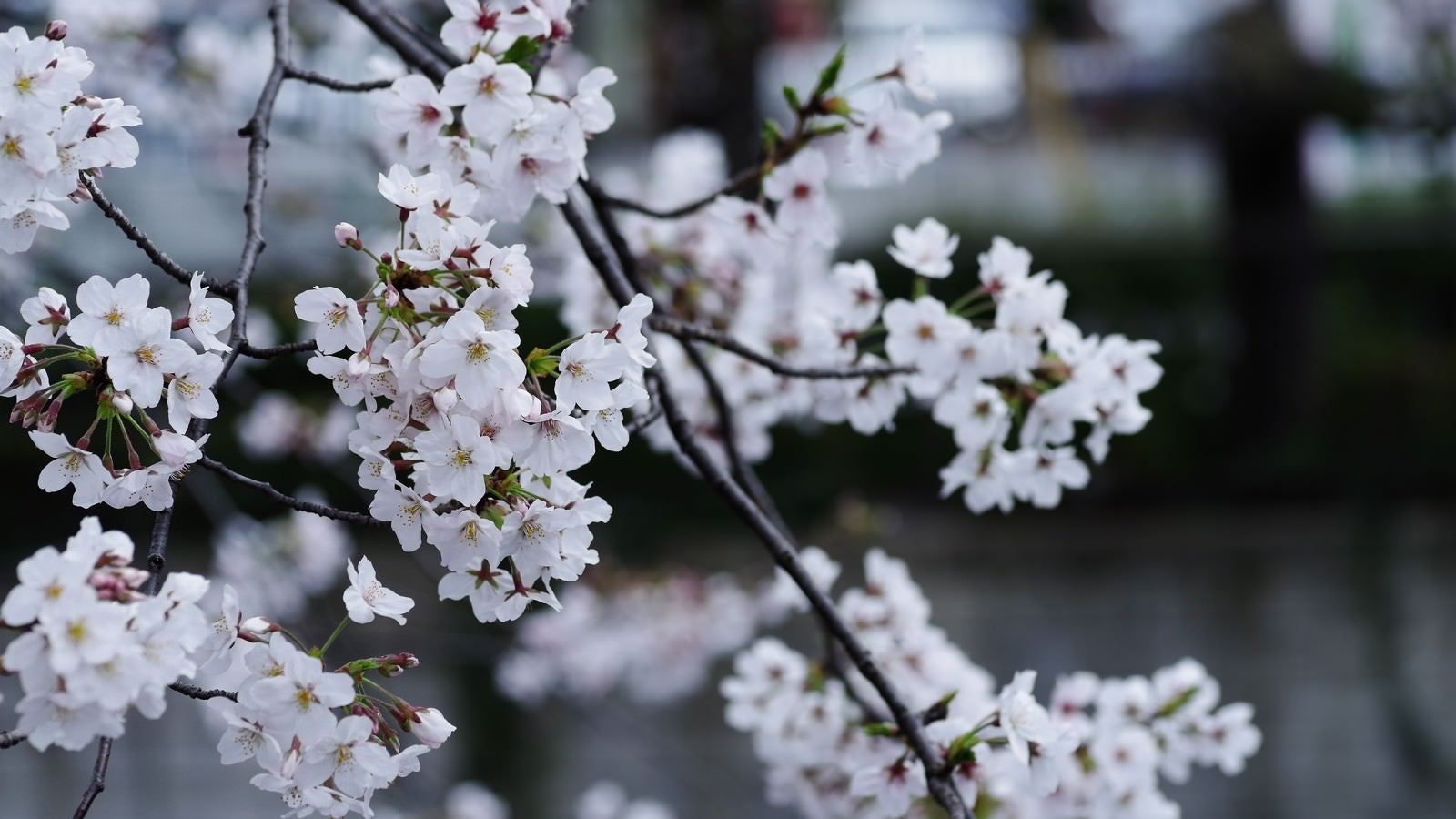 「早咲きの白い桜」の写真
