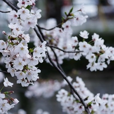 早咲きの白い桜の写真