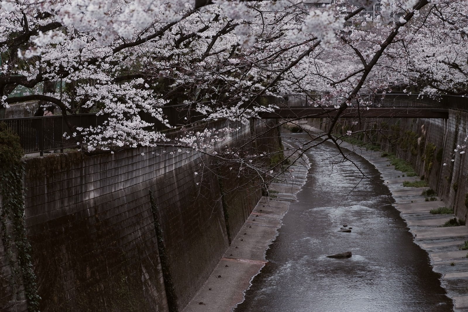 「桜満開の石神井川」の写真