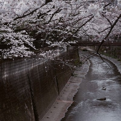 桜満開の石神井川の写真