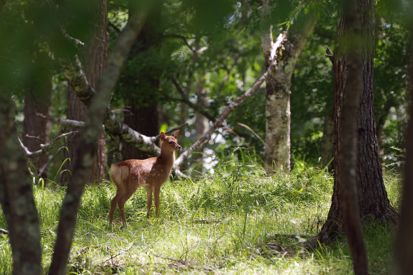 「森の中で遭遇した鹿さん」の写真
